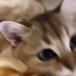 😻