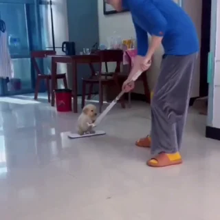 🐩