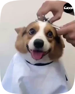🐶