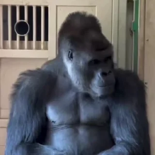 🌟