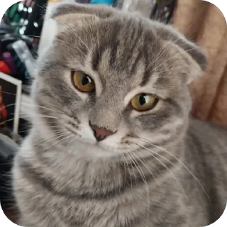 🐱