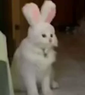 🐱