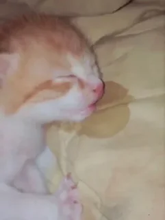 😪