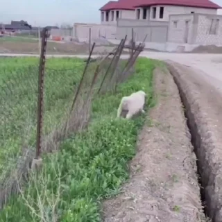 🐏