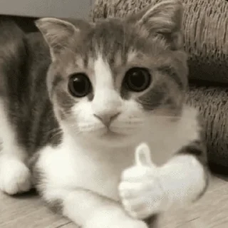 🐱