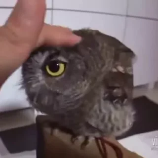 🦉