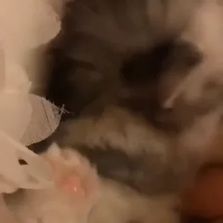 🐱