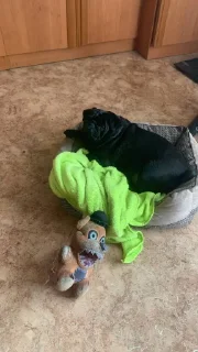 🤩