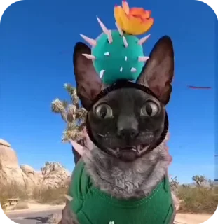 🌟
