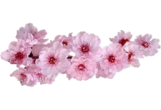 🌸