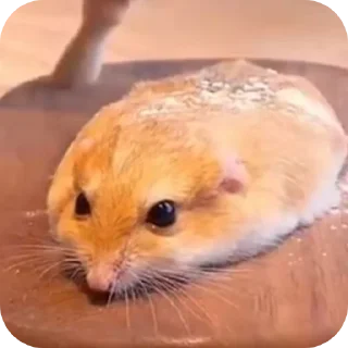 🐹