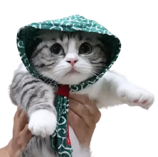 😺