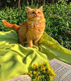 😺
