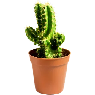 🌵