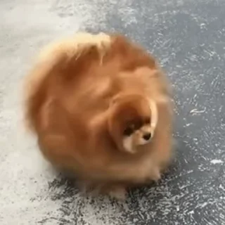 FunnyAnimal2