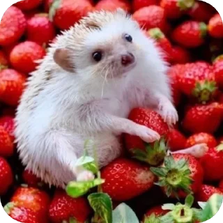 🍓