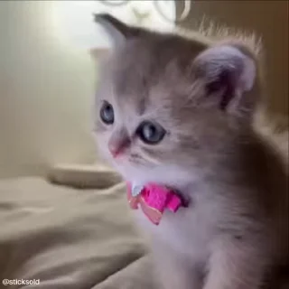 🥺