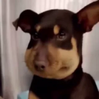 🌟