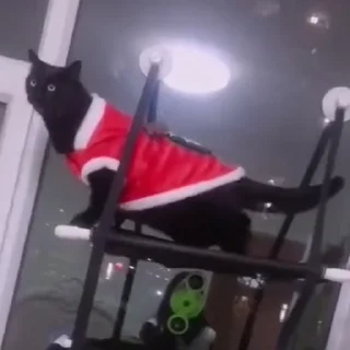 🐈