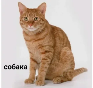 🐕