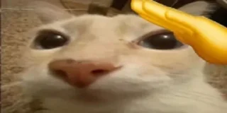 🫡