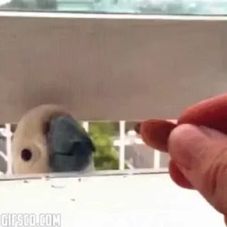 🦜