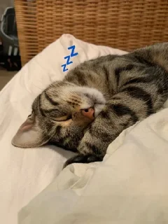 💤