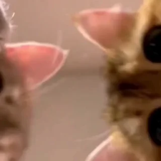 🌚