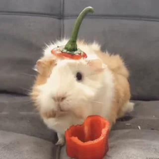 🐹