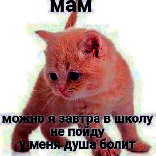 😿
