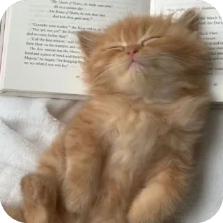 🐱