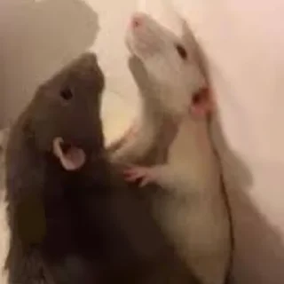 🤼‍♀️