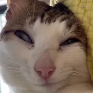 🐾