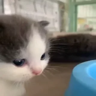 котики для котят х2 :: @fStikBot