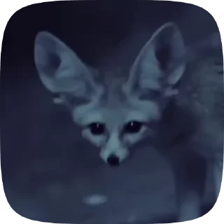 🌟