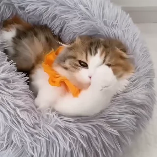 🐾