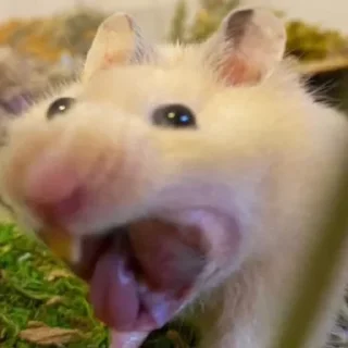 🤢