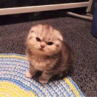 🎀