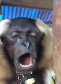 😎