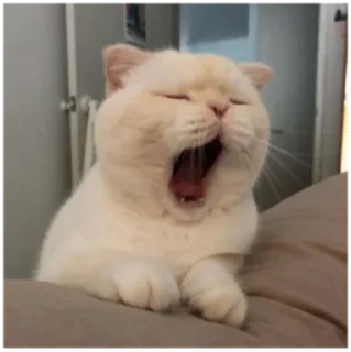 🙀