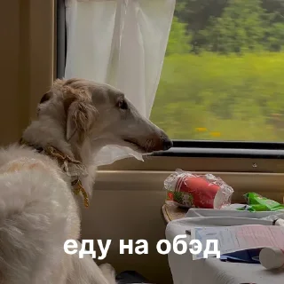 🍽