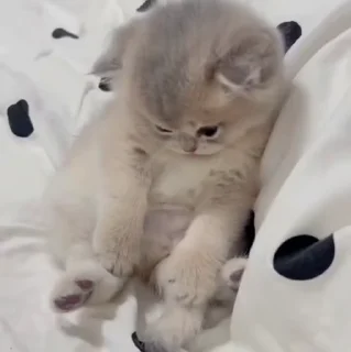 🐱