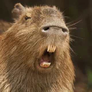 🦦