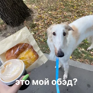 🍽