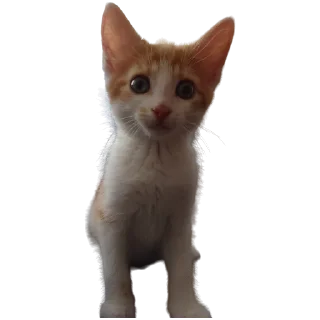 🐱