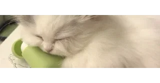 🐱