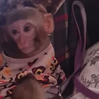 😴