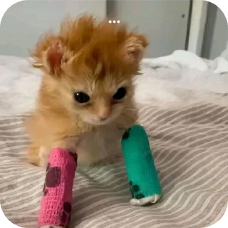 🐱