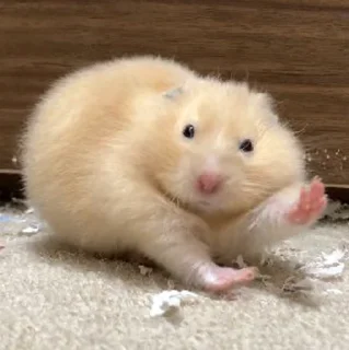 👋