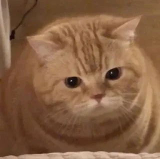 🐶